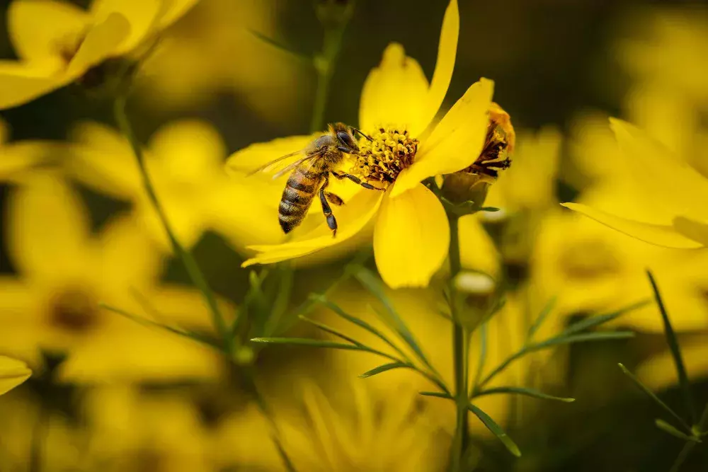 Abejas