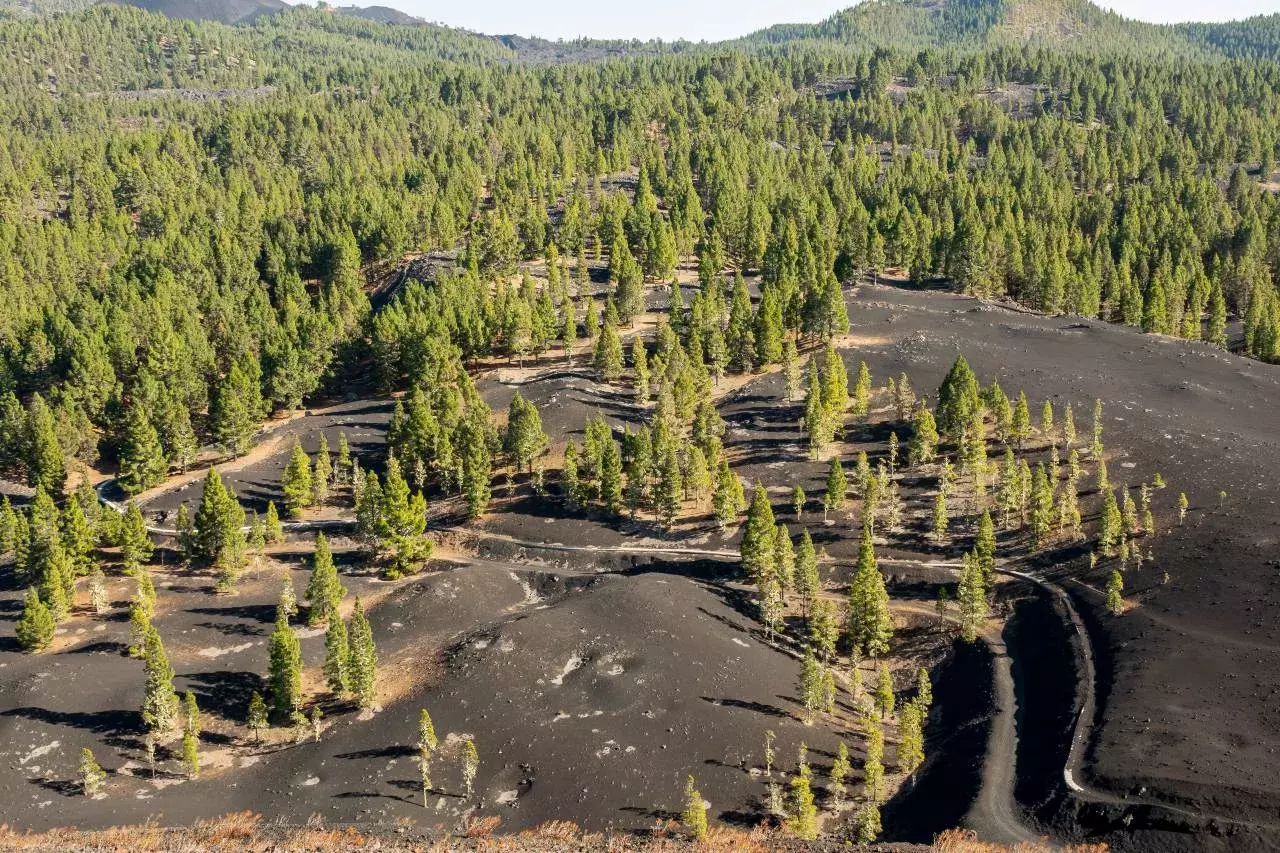 Bosque de coníferas