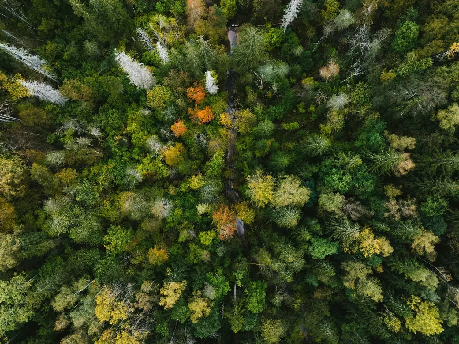 naturaleza
